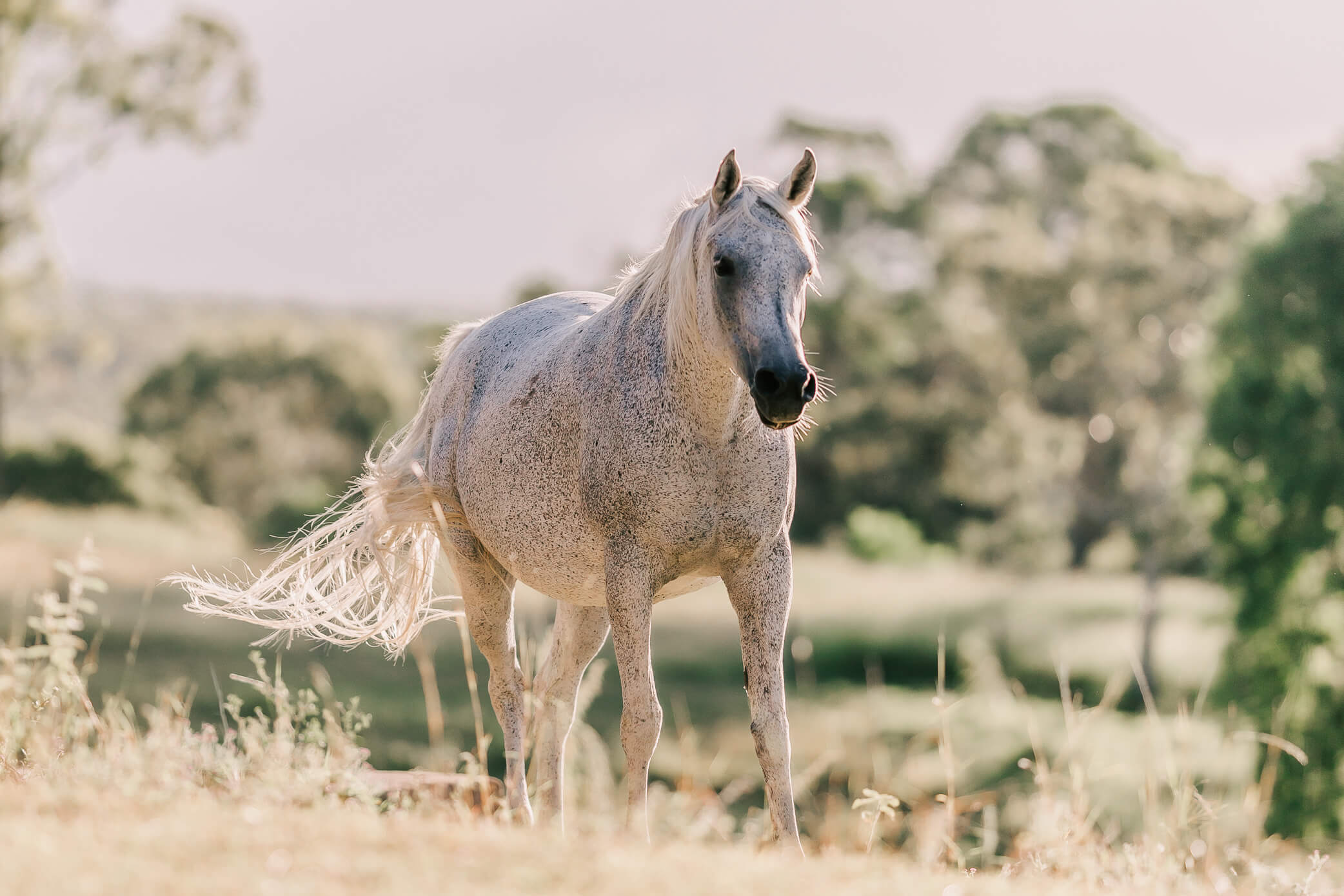 qld-horse-photography-23