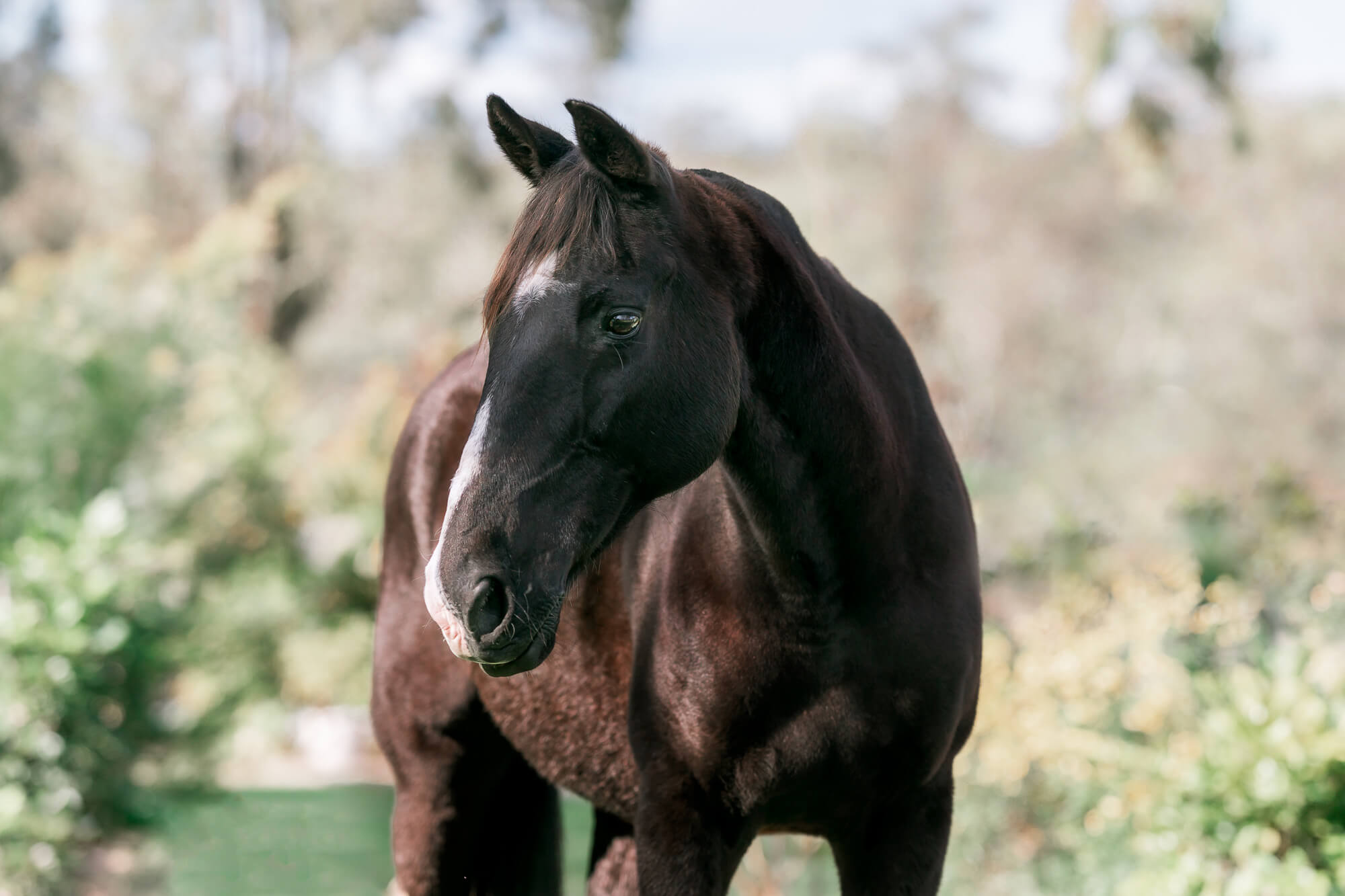 queensland-equestrian-photographer-2