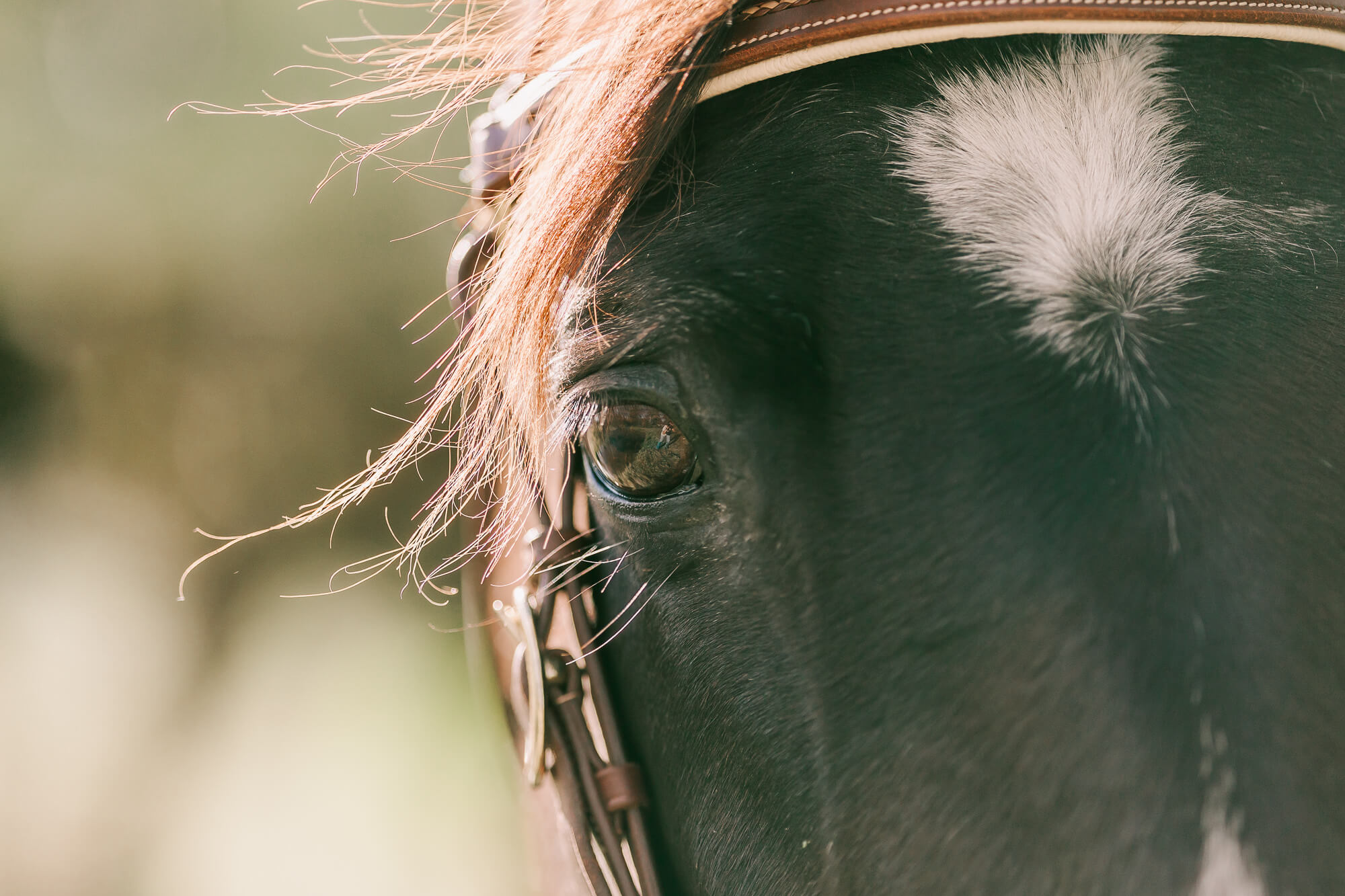 queensland-equestrian-photographer-6