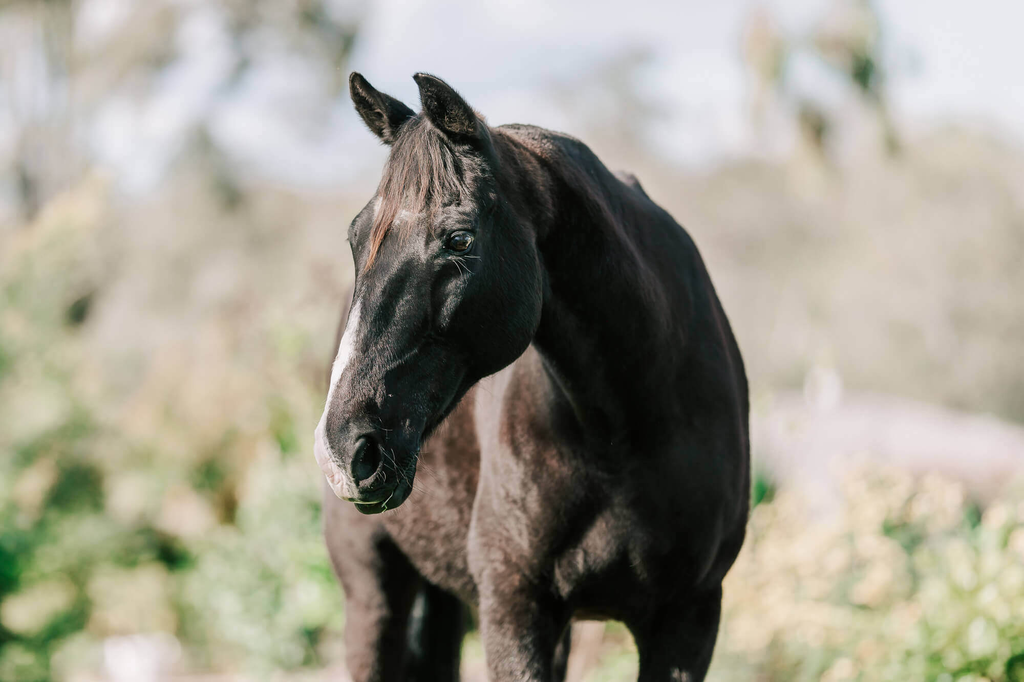 Black Australian Stock Horse gelding photographed west of Brisbane in an equestrian photo portrait by Trace Digital.