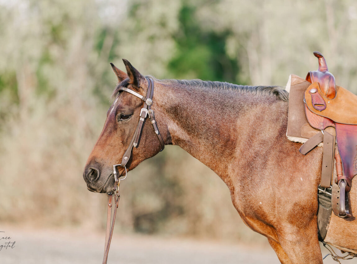 qld-equestrian-portraits-17