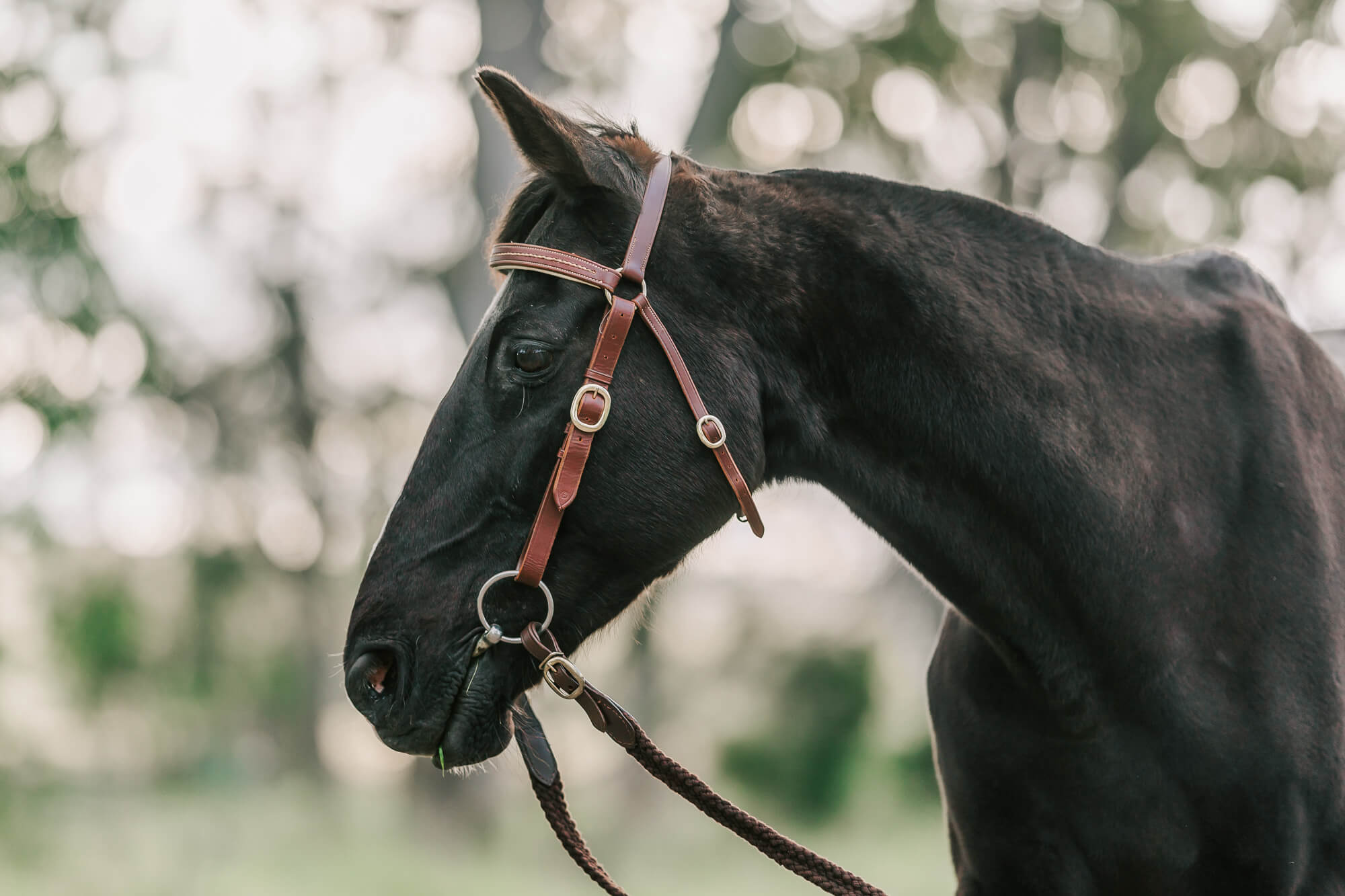 queensland-equestrian-photographer-14