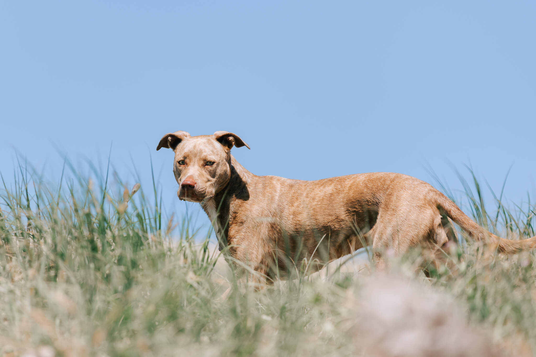 brisbane-dog-photography-12