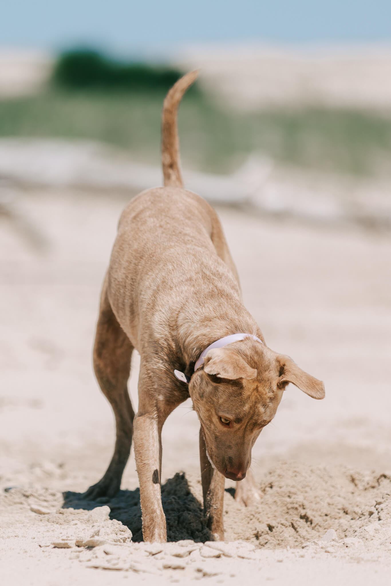 brisbane-dog-photography-13