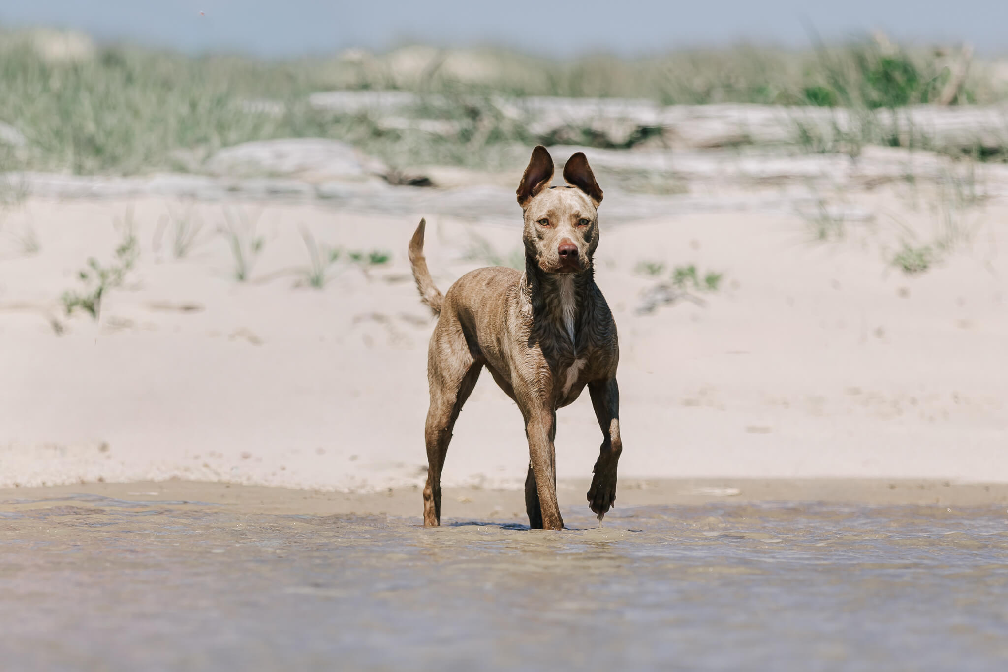 brisbane-dog-photography-15