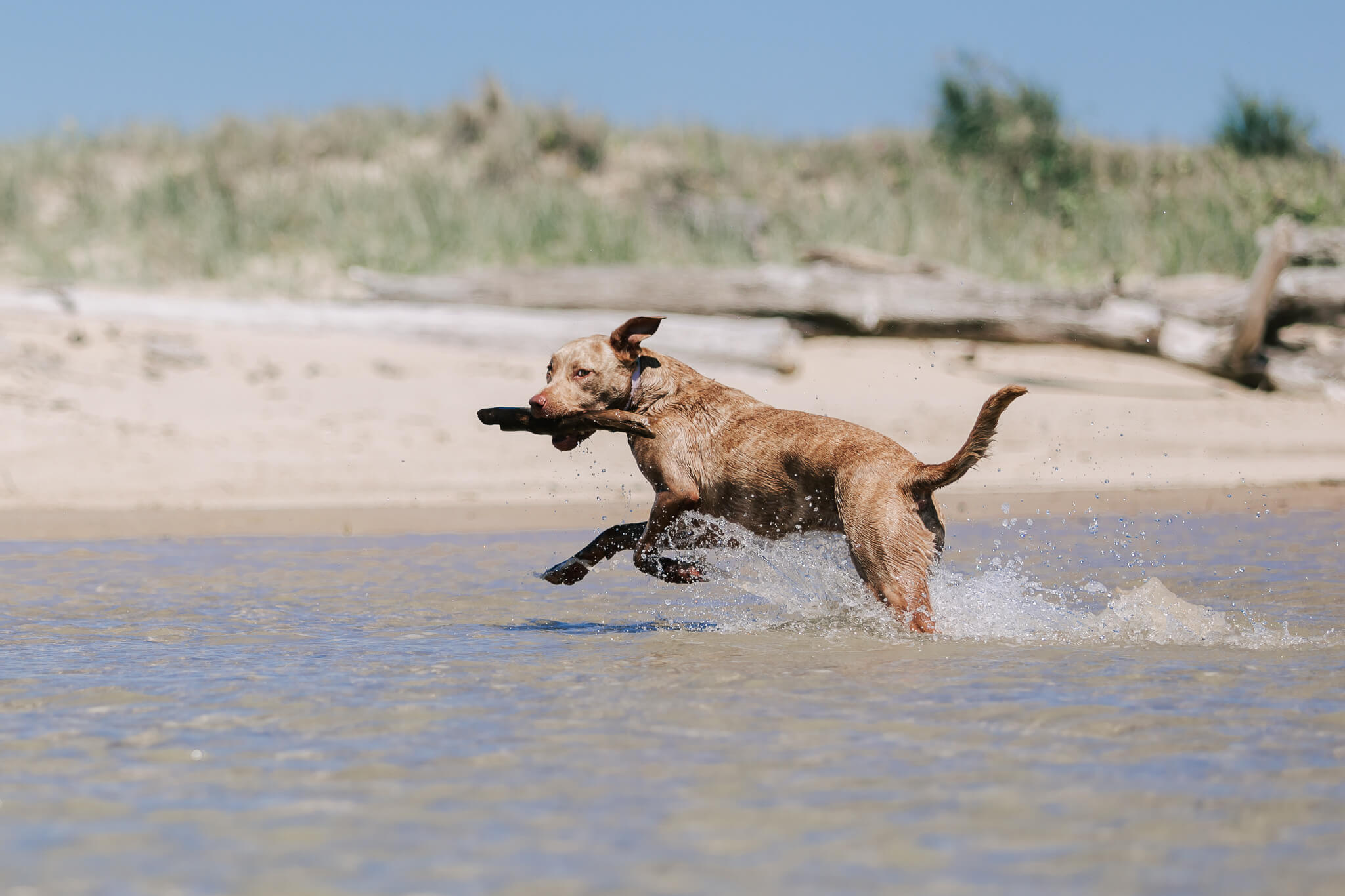 brisbane-dog-photography-16