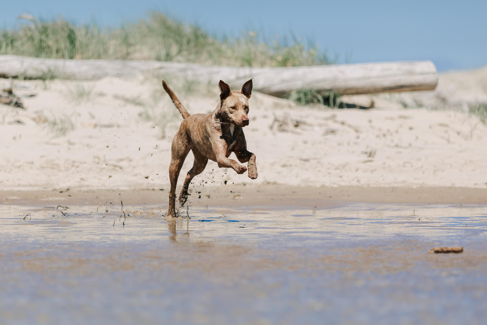 brisbane-dog-photography-17