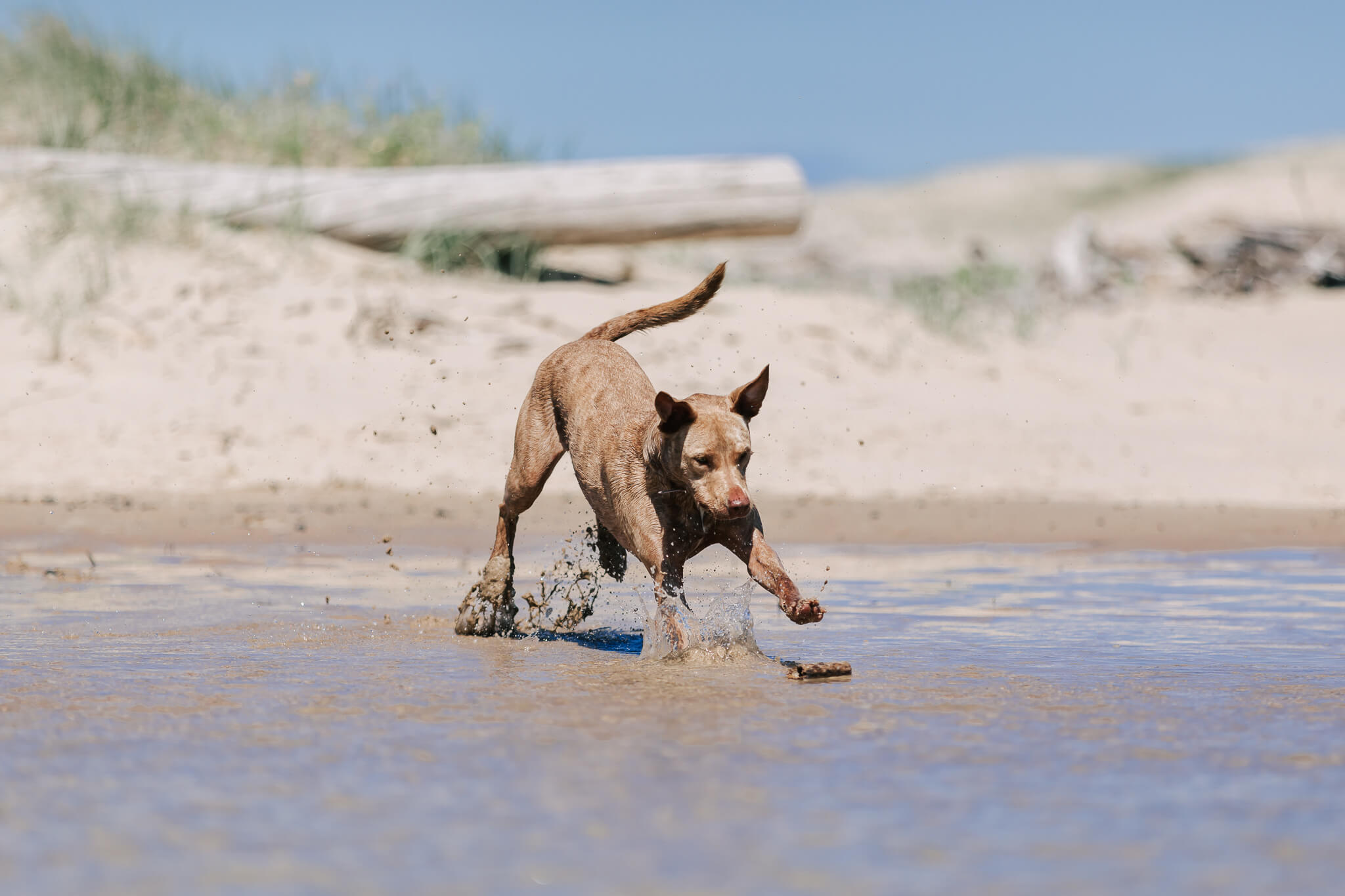 brisbane-dog-photography-18