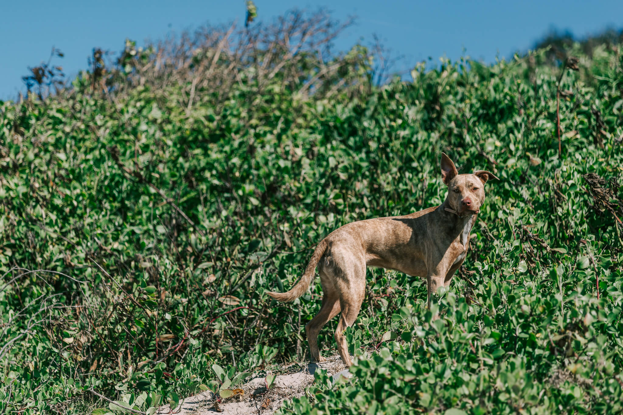 brisbane-pet-photography-1