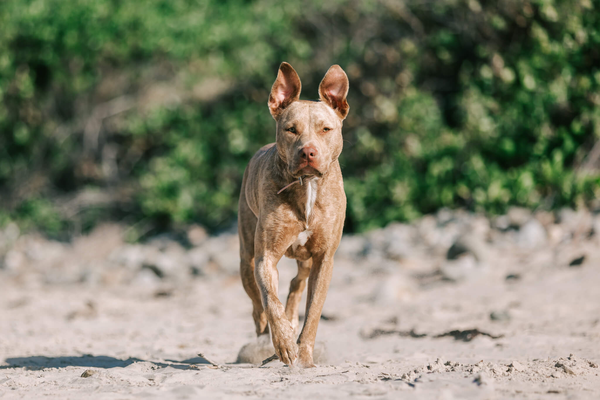 brisbane-pet-photography-2