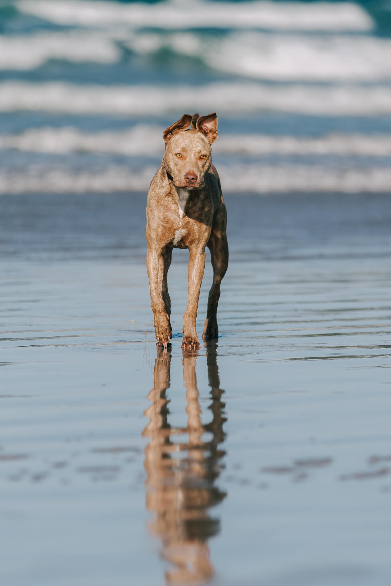 brisbane-pet-photography-3