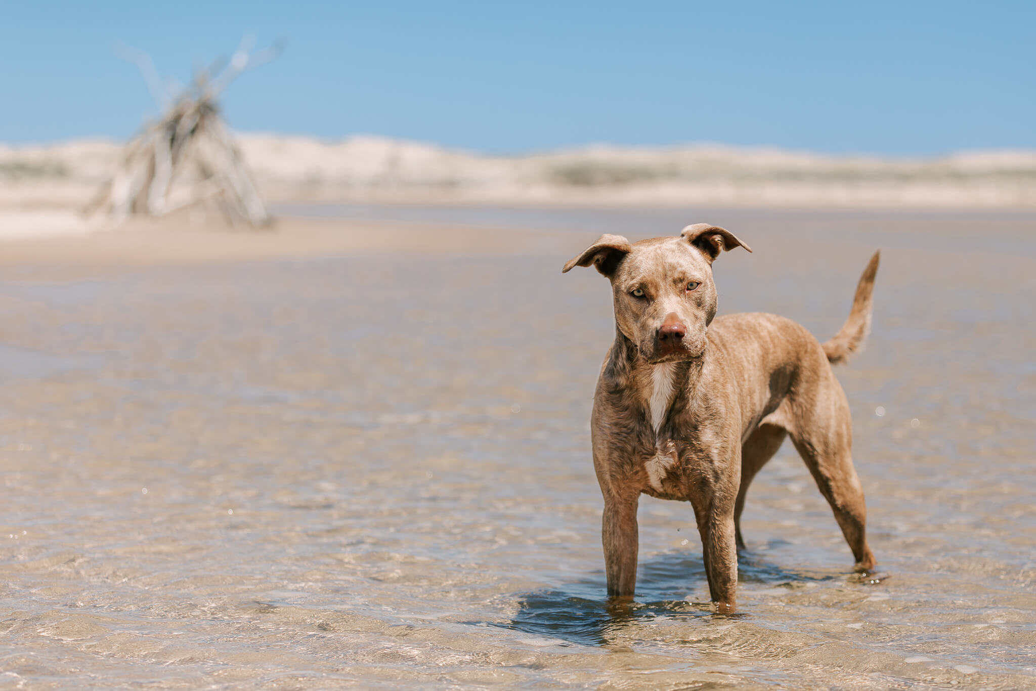 brisbane-pet-photography-4