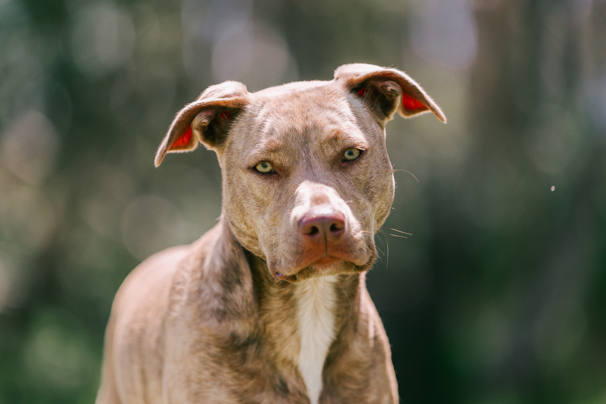 brisbane-pet-photography-5