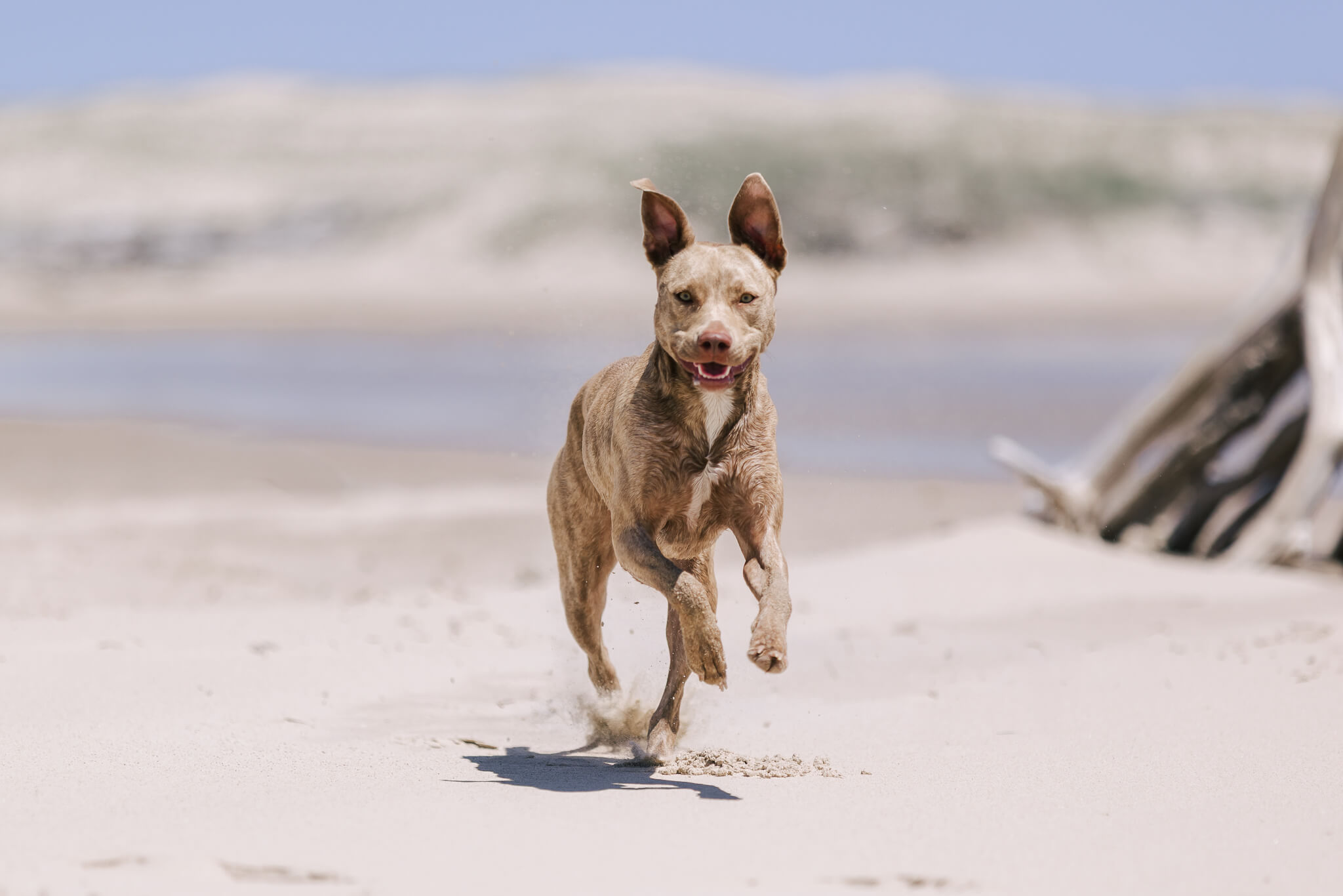 brisbane-pet-photography-6