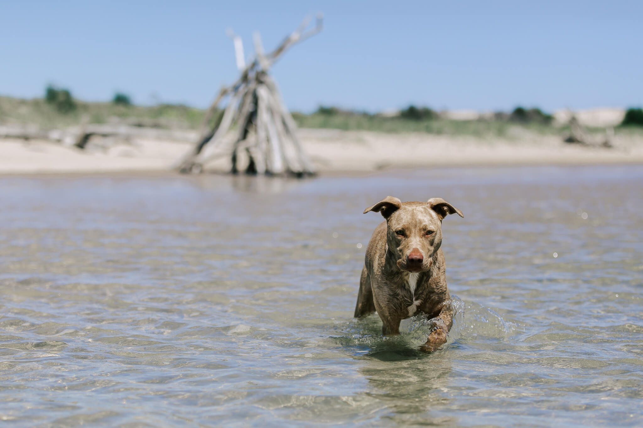brisbane-pet-photography-7