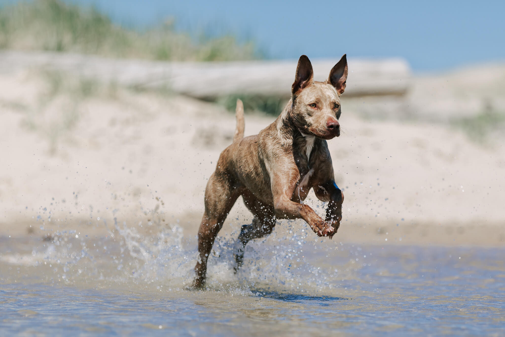 brisbane-pet-photography-9