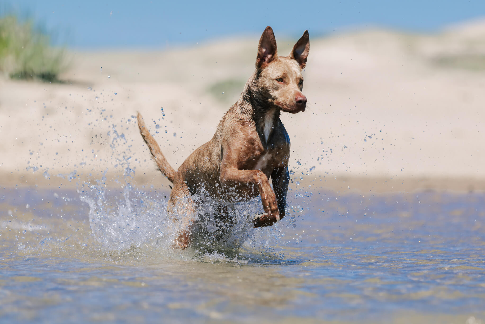 brisbane-pet-photography10